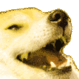 DogKekYellow