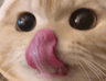 lengua