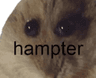 Hampter