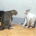 catfight_1