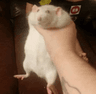 DIEHAMPTER