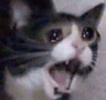 screamcat