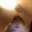 PI_wtfhamster