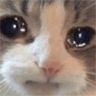 cat_crying