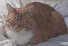 fattogatto