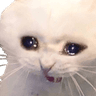 CryCat