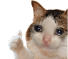 cat_thumb_cry