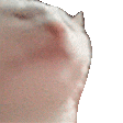 catTurbo
