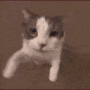 cat_grabkiss