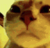 cat_stare