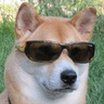 shiba_cooldoggo