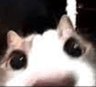 aa