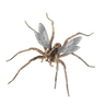 flyingspider