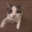 fastcatkiss