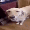 bytterdawg