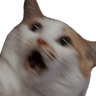 AMaaaCat