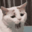 catbored
