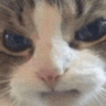 angrycat