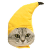 BananaCat