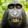 ape