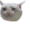 CryingCat