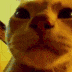 catrave