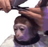 MonkeyHaircut