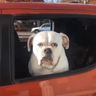 barkbark