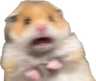 hamsteraa
