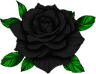 blackrose