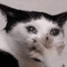 FTGPcatsurprised