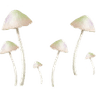 mushies_kono