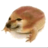 frogdoge
