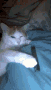 CatVapeMeme