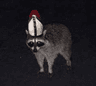 darkboyraccoon