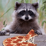 pizzaraccoon