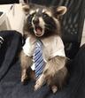 bigmanraccoon