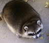 breadraccoon