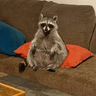 raccoonwatchingthetv