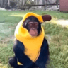 sadmonkey