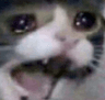 catscream