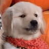 pawpibruh