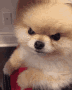 angridogo