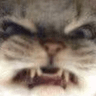 catangry