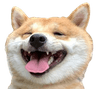 shibe