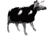 polishcow