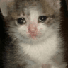 sad_cat_lol