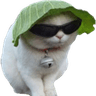 cool_cat