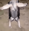 possum