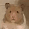 ham2